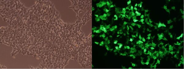 ARPE 19 Cell Avalanche Transfection Reagent EZ Biosystems