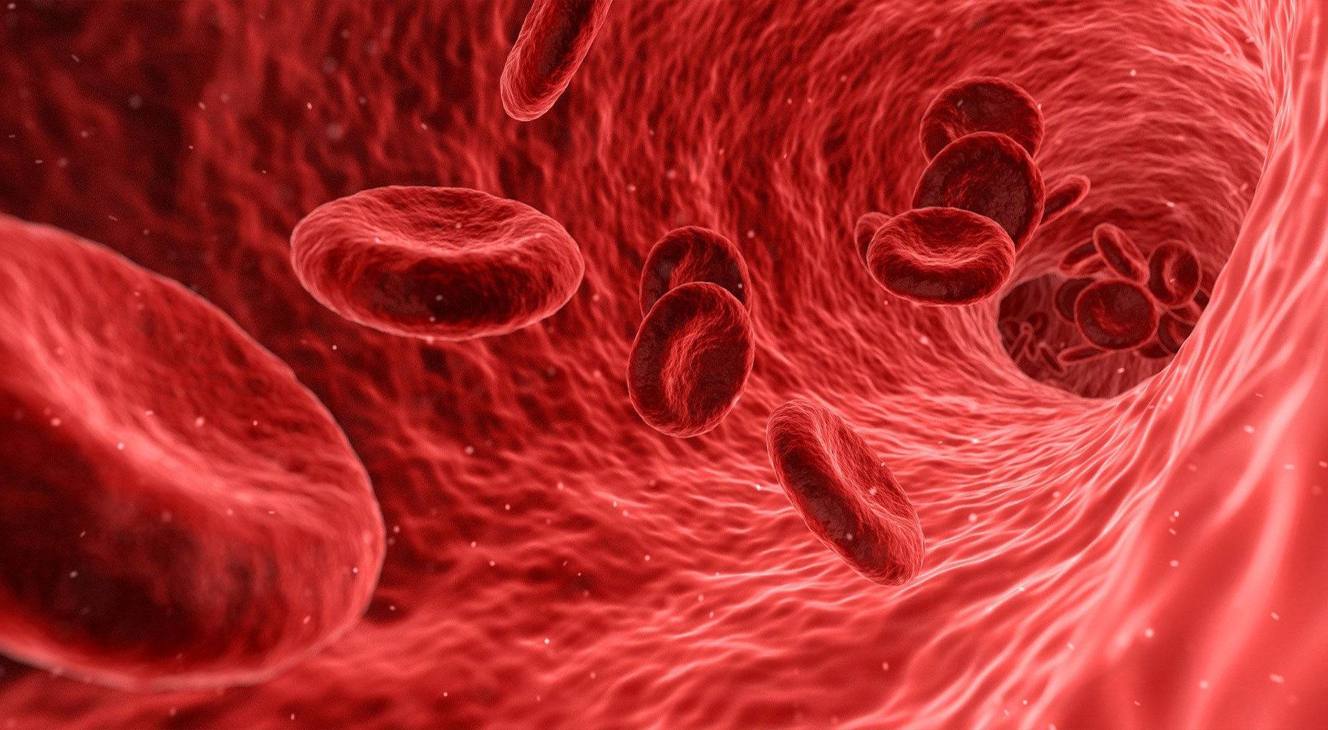 red blood cells travelling through vien