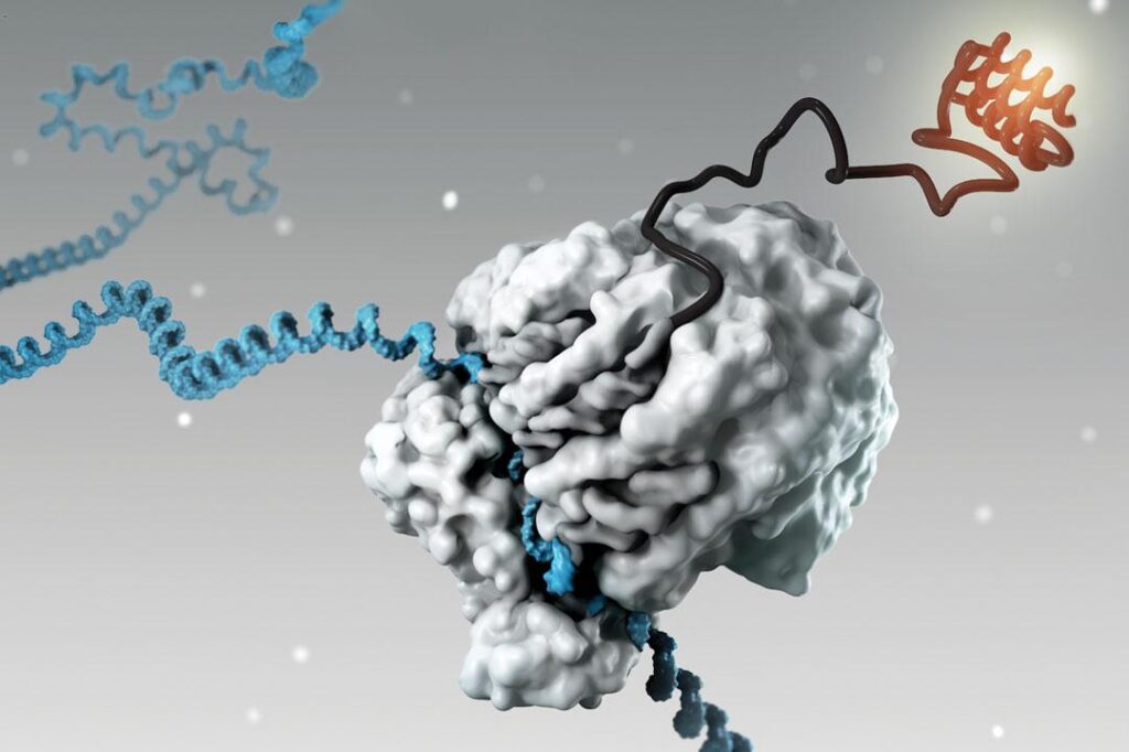 protein, production, process, expression